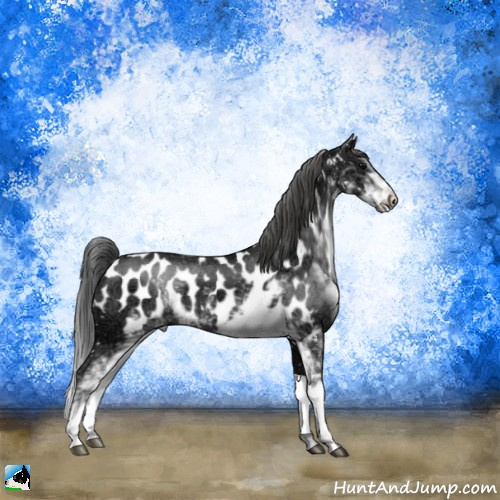 Horse Color:Black Ice Sabino Appaloosa 