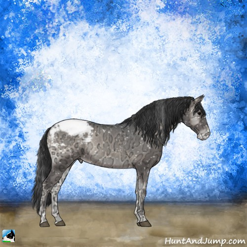 Horse Color:Blue Onyx Ice Appaloosa Rabicano 