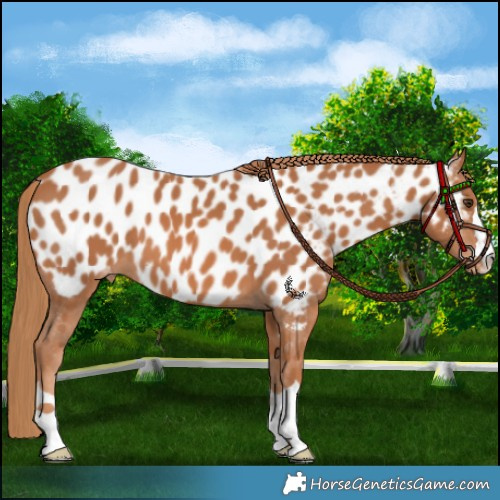 Horse Color:Chestnut Appaloosa 