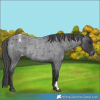 Horse Color:Blue Roan Appaloosa Rabicano 