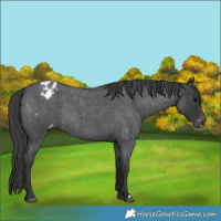 Horse Color:Blue Roan Appaloosa Rabicano 