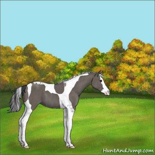 Horse Color:Grullo Splash Tobiano 