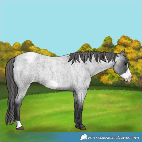 Horse Color:Blue Roan Frame Appaloosa 