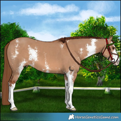Horse Color:Red Dun Sabino 