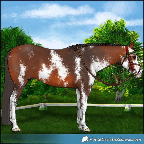 Horse Color:Bay Sabino 
