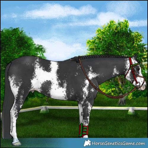 Horse Color:Black Sabino 