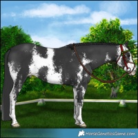 Horse Color:Black Sabino 
