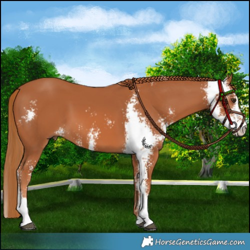 Horse Color:Chestnut Sabino 