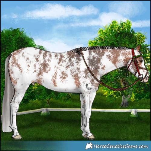Horse Color:Bay Sabino Appaloosa 