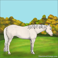 Horse Color:Cremello Roan Sabino 