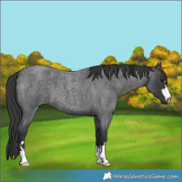 Horse Color:Blue Roan 