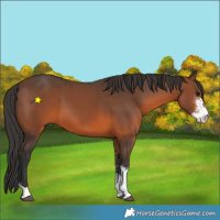 Horse Color:Brown Sabino 