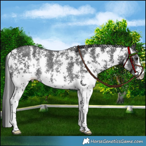 Horse Color:Black Sabino Rabicano 