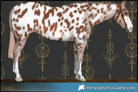 Horse Color:Chestnut Near Leopard 