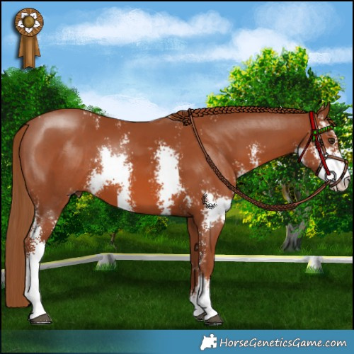 Horse Color:Chestnut Sabino 