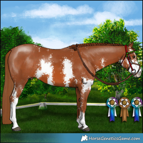 Horse Color:Chestnut Sabino