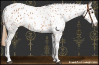 Horse Color:Chestnut Appaloosa 