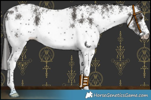 Horse Color:White Spotted Liver Chestnut 