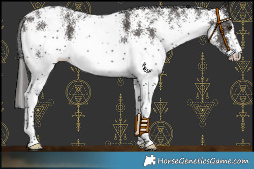 Horse Color:White Spotted Liver Chestnut