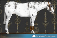 Horse Color:White Spotted Liver Chestnut 