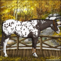 Horse Color:Liver Chestnut Sabino Near Leopard 