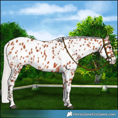 Horse Color:Silver Bay Appaloosa 