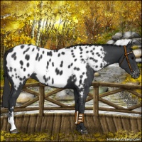 Horse Color:Black Sabino Near Leopard 