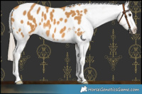 Horse Color:Palomino Blanket 