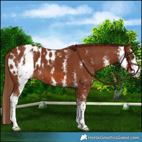 Horse Color:Chestnut Sabino Appaloosa 