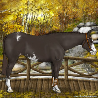 Horse Color:Liver Chestnut Sabino Appaloosa