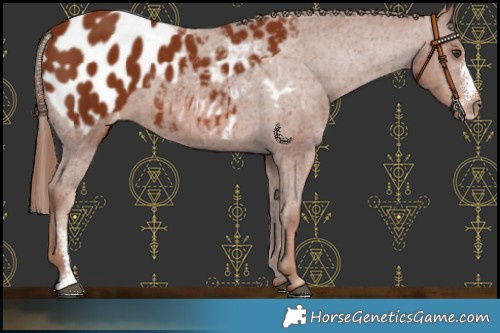 Horse Color:Chestnut Sabino Appaloosa 
