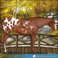 Horse Color:Chestnut Sabino Appaloosa