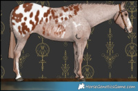 Horse Color:Chestnut Sabino Blanket 