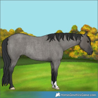 Horse Color:Grullo Roan Rabicano 