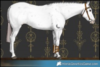Horse Color:Chocolate Smoky Black Sabino Appaloosa 