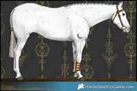 Horse Color:Chocolate Smoky Black Sabino Near Leopard 