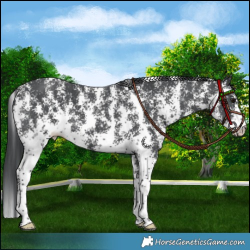 Horse Color:Black Sabino 