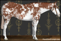 Horse Color:Chestnut Sabino Appaloosa
