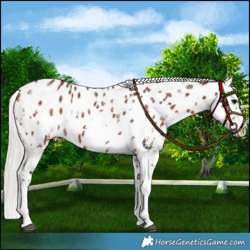 Horse Color:Chocolate Silver Brown Sabino Appaloosa 