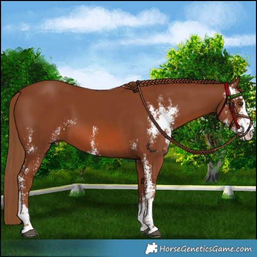 Horse Color:Chestnut Sabino 