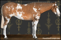 Horse Color:Chocolate Palomino Sabino 