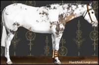 Horse Color:Silver Smoky Black Sabino 