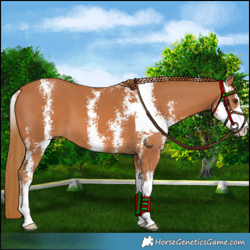 Horse Color:Chestnut Sabino 