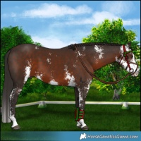 Horse Color:Liver Chestnut Sabino
