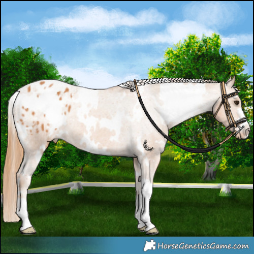 Horse Color:White Spotted Chestnut Appaloosa 