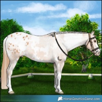 Horse Color:White Spotted Chestnut Blanket 
