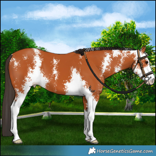 Horse Color:Bay Sabino 