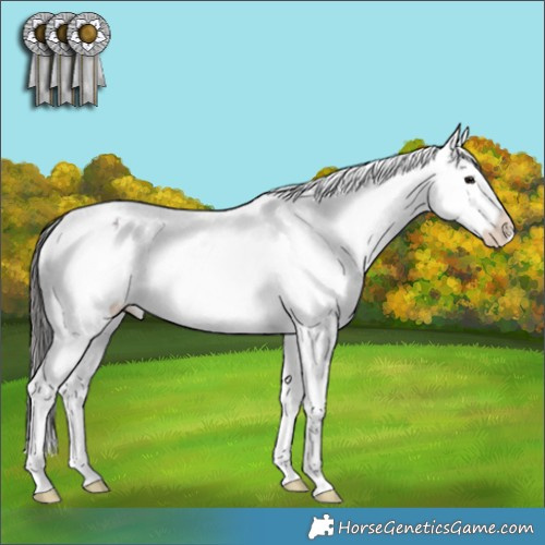 Horse Color:Brown Roan Sabino Splash Appaloosa 