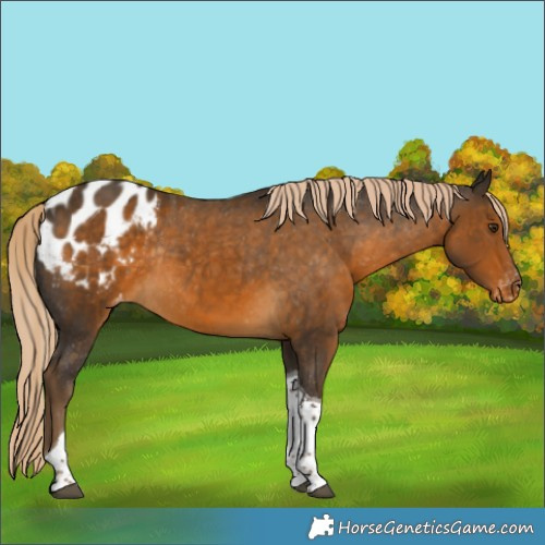 Horse Color:Chocolate Palomino Tobiano Appaloosa Rabicano 