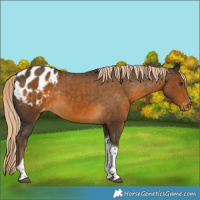 Horse Color:Chocolate Palomino Tobiano Blanket Rabicano 
